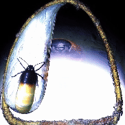 eggmorph